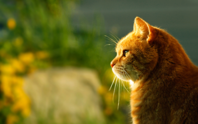When to Be Concerned About Your Cat’s Urinary Health