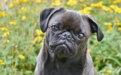 Seasonal Disaster Preparedness for Pets in Maine