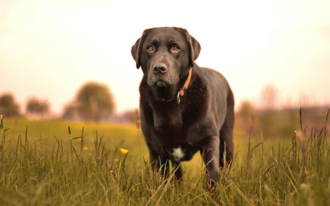 Caring for a Diabetic Dog in Waterville, ME