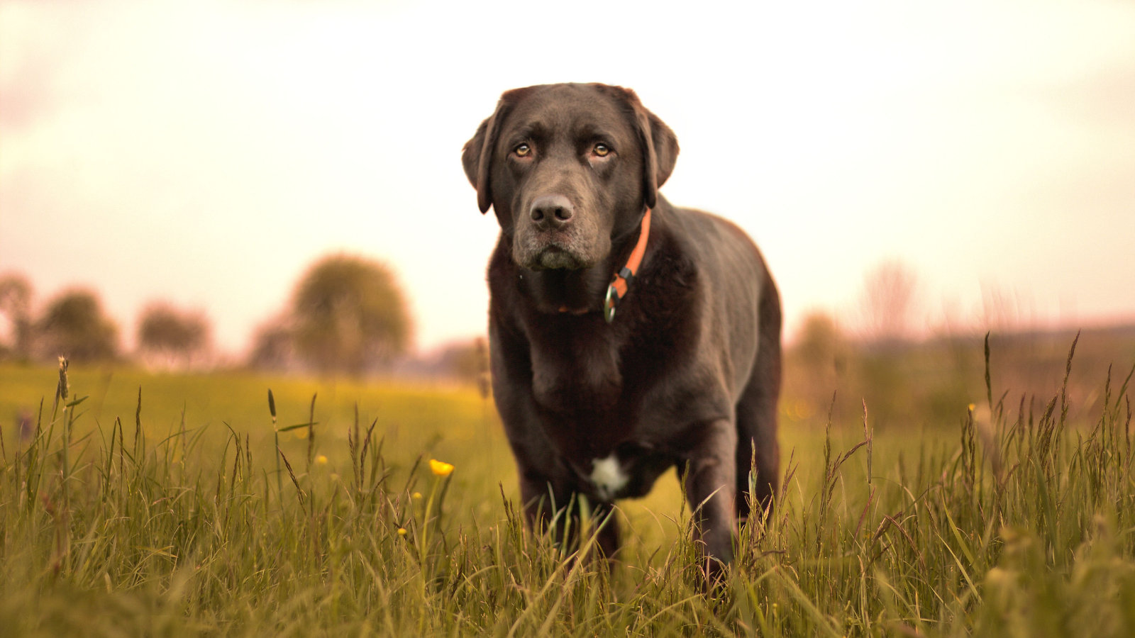 ro – 2025-11-21T155503.858