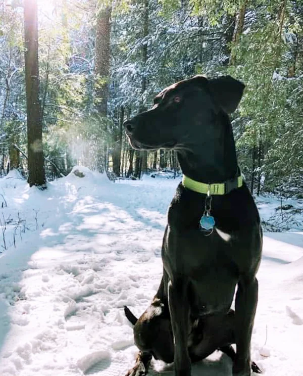 Black dog wearing a green collar sitting on a snow-covered trail surrounded by trees in a winter forest.