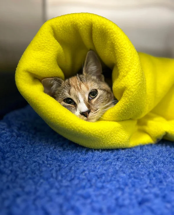 Small cat tucked inside a bright yellow blanket resting on a blue towel inside a veterinary clinic.