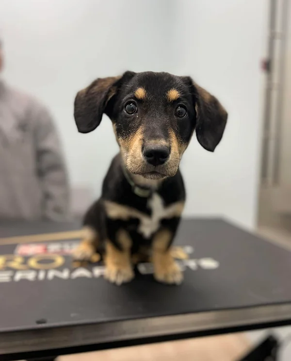 Small black and tan puppy sitting on an exam table and looking directly at the camera during a veterinary visit.