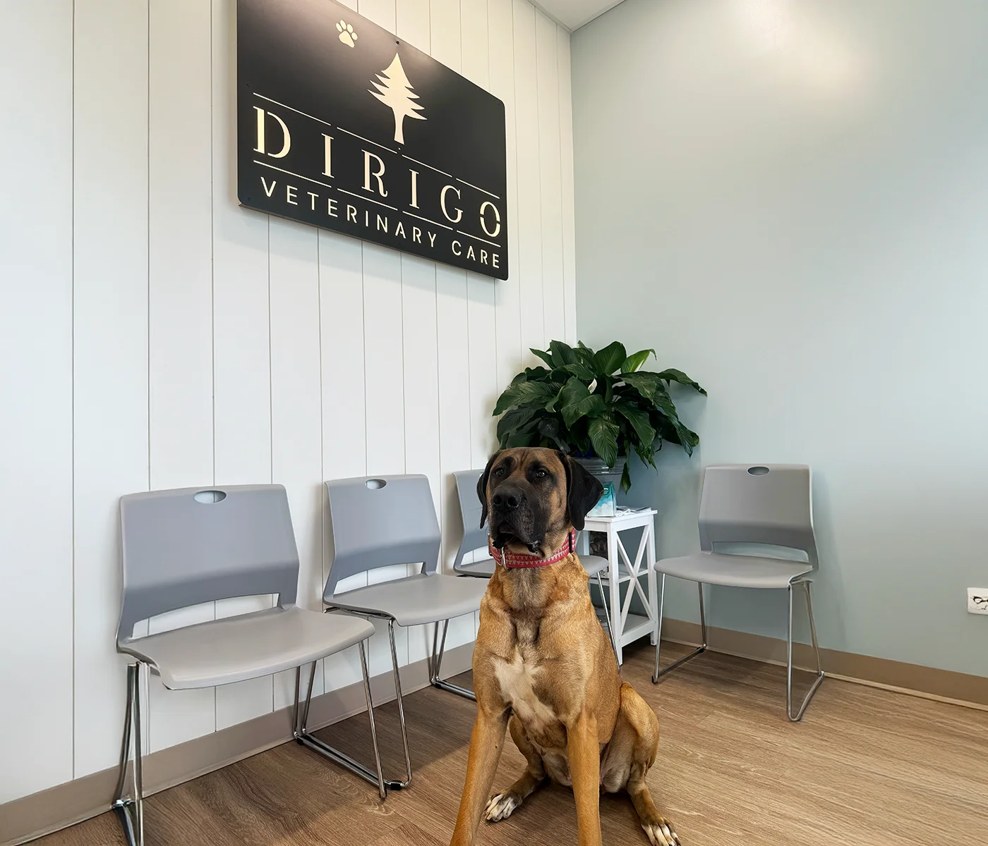 Calm dog sitting in the waiting area of Dirigo Veterinary Care with clinic logo displayed on the wall behind.