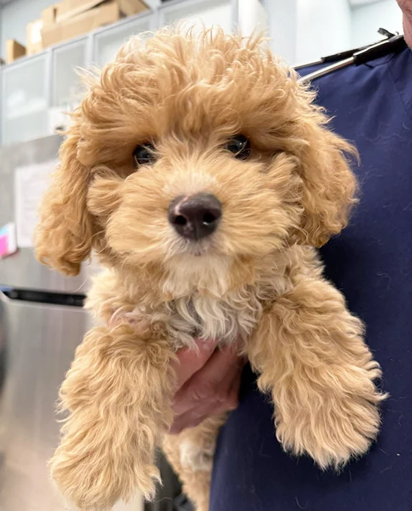 Small curly-haired puppy being gently held by a veterinary team member inside the clinic.