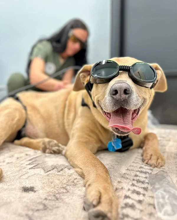 Smiling dog wearing protective goggles during a laser therapy session with a veterinary team member in the background.