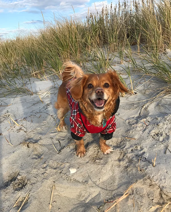 Happy small dog standing on sandy dunes wearing a red plaid jacket with grass and blue sky in the background.