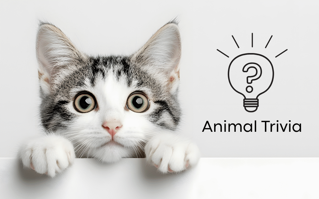 Vet Near Me Quiz – Are You Smarter Than a 5th Grader? Pet Edition | Dirigo Veterinary Care
