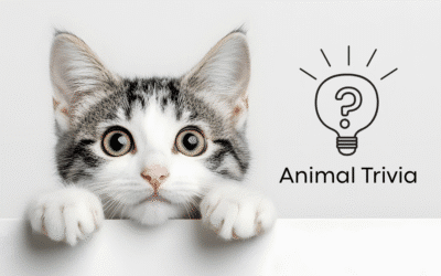 Vet Near Me Quiz – Are You Smarter Than a 5th Grader? Pet Edition | Dirigo Veterinary Care