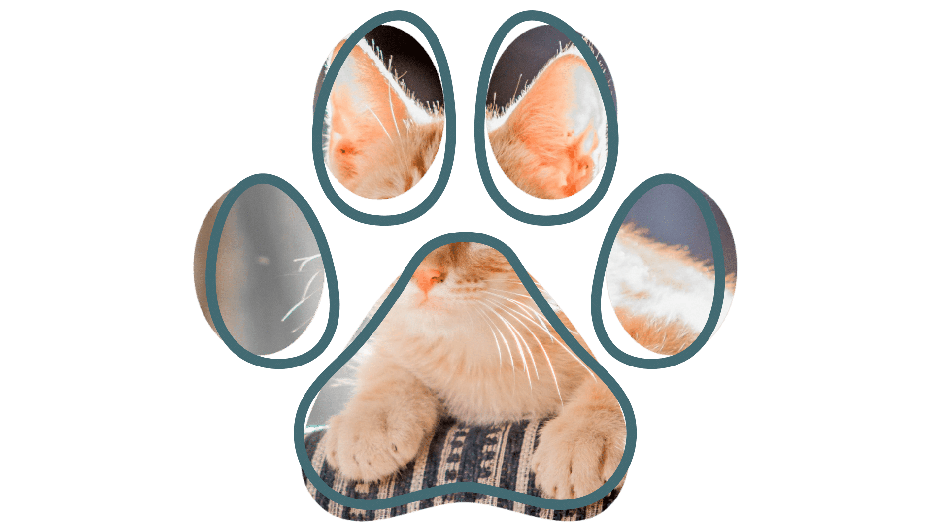 Experienced vet near me performing checkup at Dirigo Veterinary Care Waterville ME