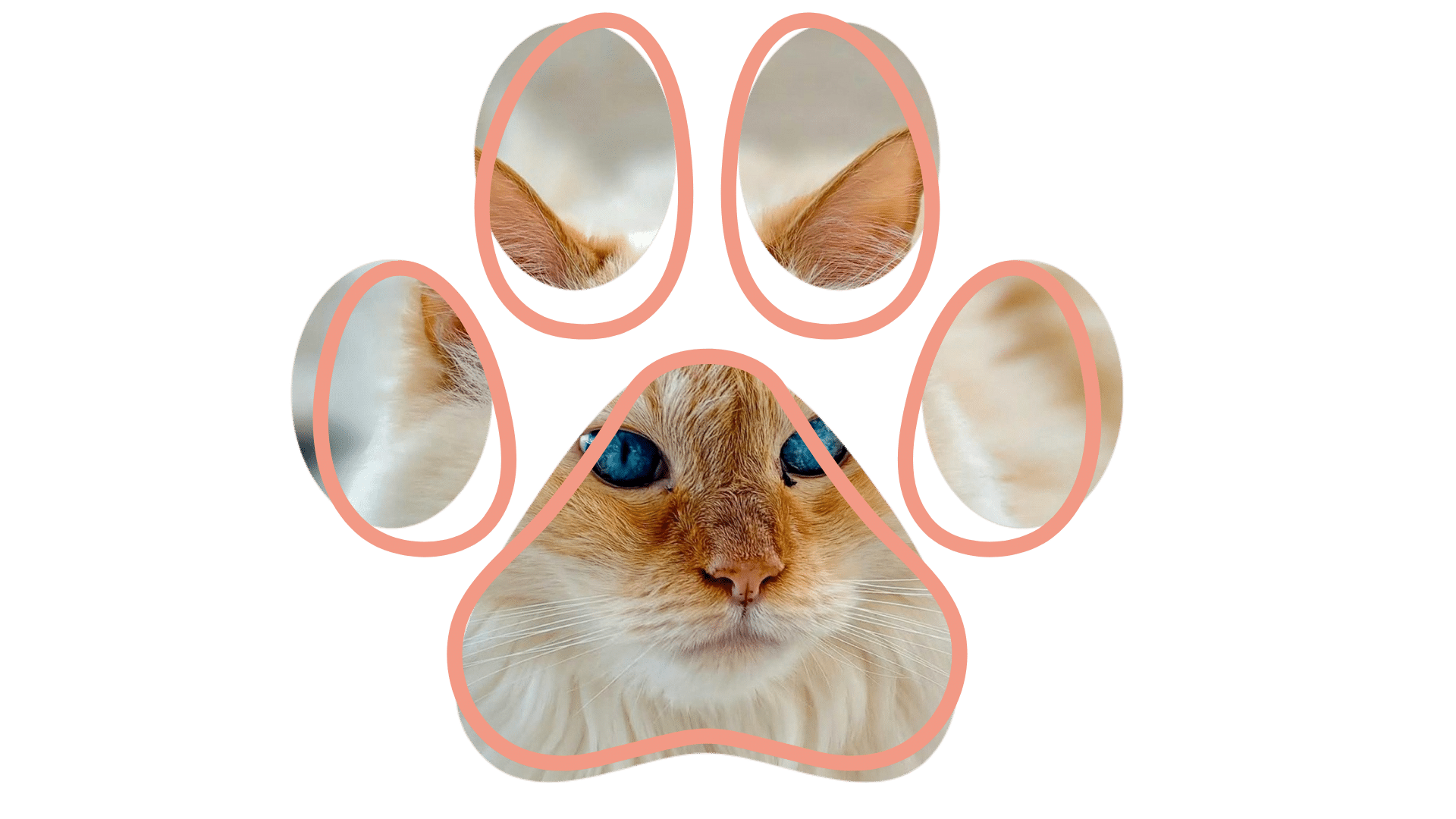 Trusted vet near me team at Dirigo Veterinary Care in Waterville ME